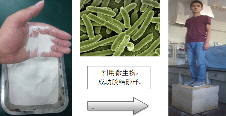 微生物水泥和微生物智能混凝土在不久的将来面世